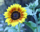 The same sunflower converted into an 80 by 63 pixel grid