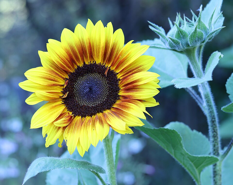 Yellow sunflower with a dark center and green leaves in a camera photograph